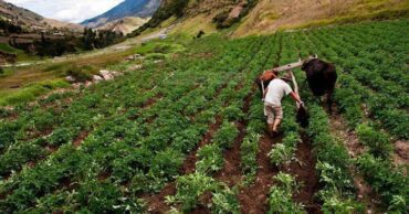 Agricultores venezolanos