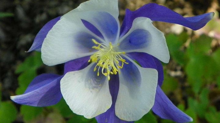 Flores Colorado Columbine - Conoce las 6 flores más increíbles del planeta