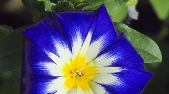 flores Convolvulus Tricolor - Conoce las 6 flores más increíbles del planeta