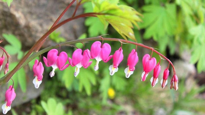 flores Corazón Sangrante - Conoce las 6 flores más increíbles del planeta