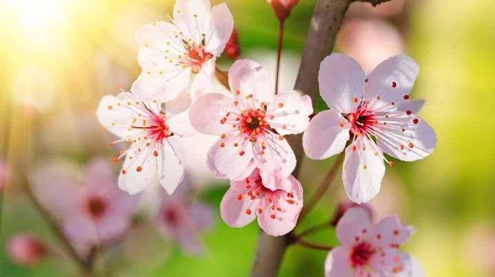 flores Flores de Cerezo - Conoce las 6 flores más increíbles del planeta