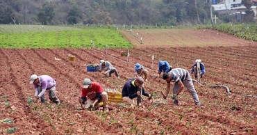 agricultores cosechan cebolletas