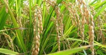 Arroz
