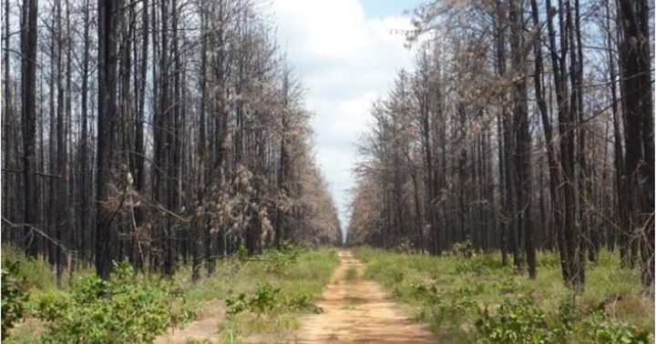 bosque de Uverito