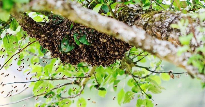 Enjambre de abejas