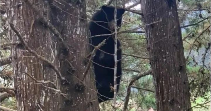Oso frontino