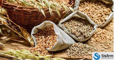 Clasificación Arancelaria - Datos curiosos sobre el Capítulo 10 Trigo y Cereales