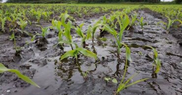 Cosechas de maiz inundadas