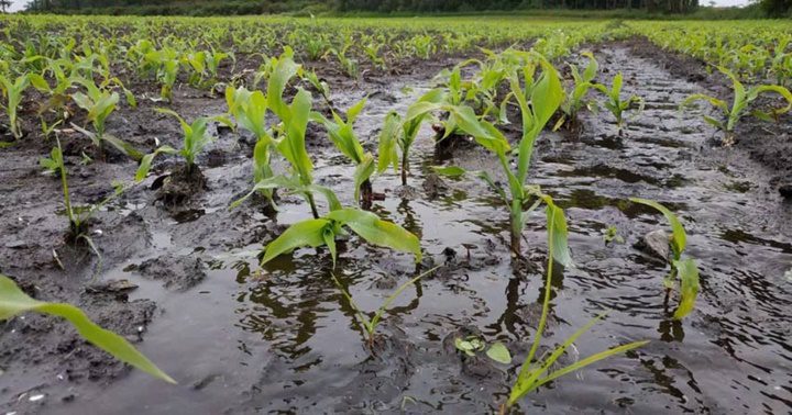 Cosechas de maiz inundadas