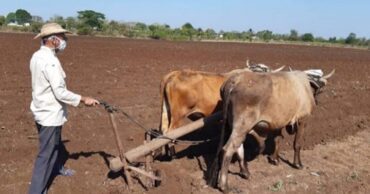Agricultura en Venezuela