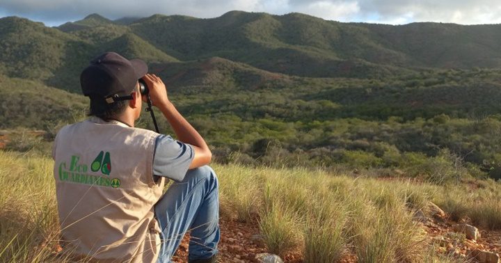 Cotorras en vida silvestre en Macanao 1