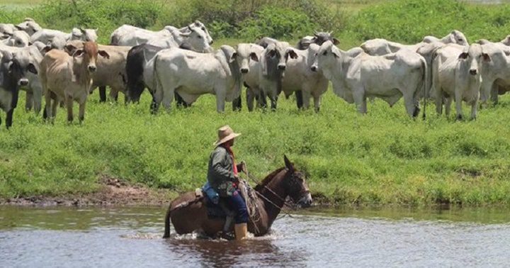 Ganado en Apure