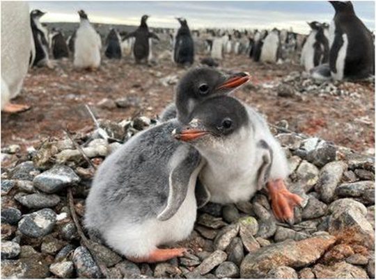 Pinguino 1