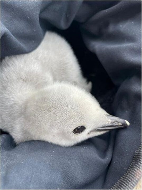 Pinguino