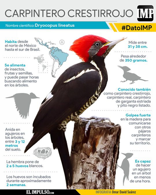 El pájaro carpintero de cresta roja