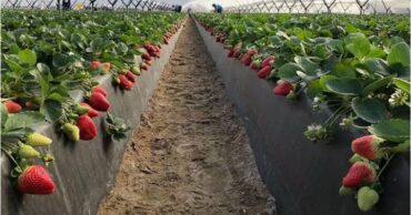 España defiende su producción de fresa ante el boicot alemán