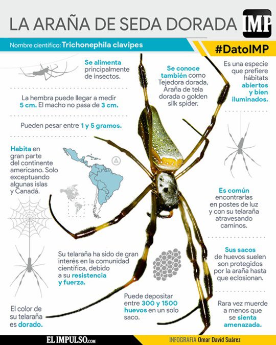 La araña de seda dorada