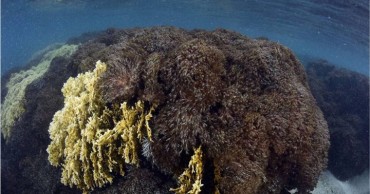 Coral Unomia