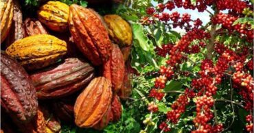 Cacao y café