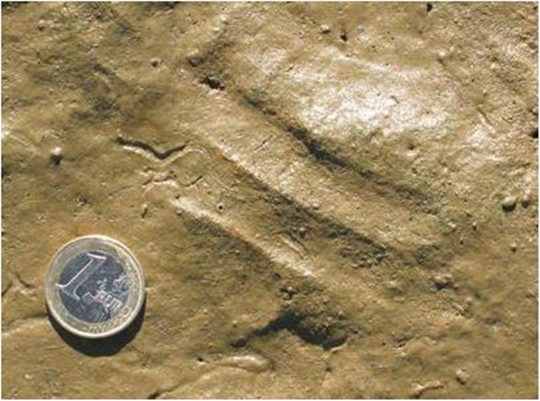 Huellas fosilizadas investigadas de mojarras 1