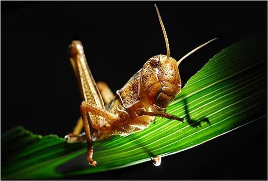 Langostas migratorias