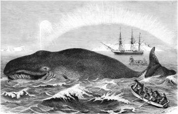 Ballena en Kiribati