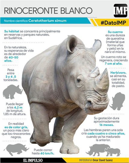 El rinoceronte blanco