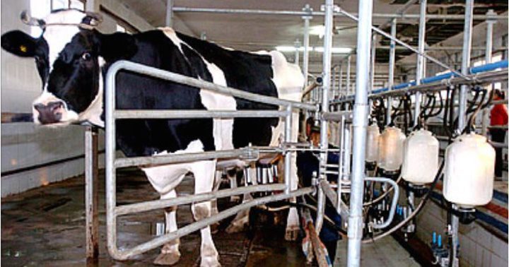 Producción lechera Táchira