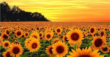 Girasol en Turen
