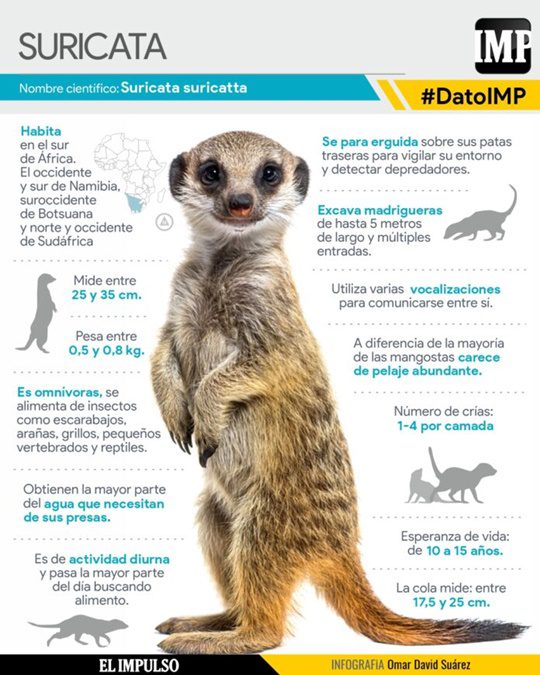 La suricata