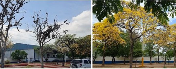 Los araguaneys carupaneros 1