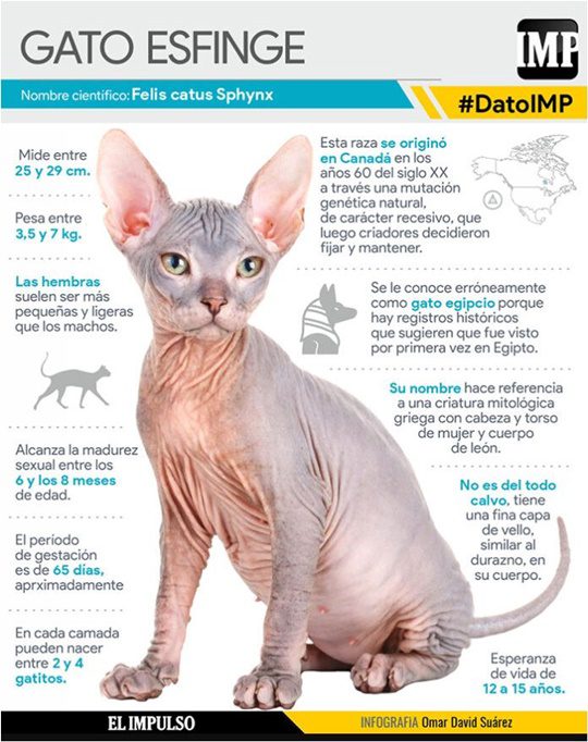El gato esfinge