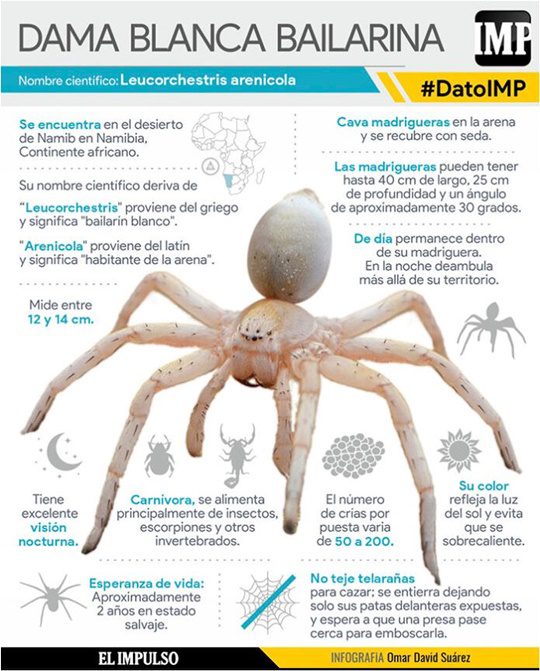 La araña dama blanca (2)