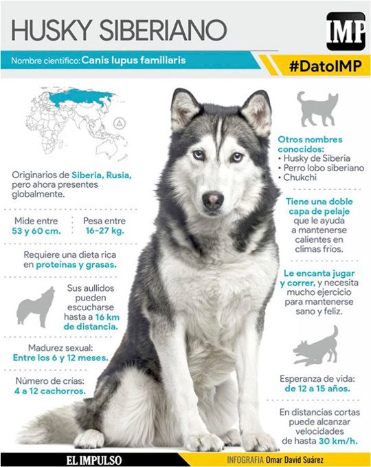 El Husky Siberiano