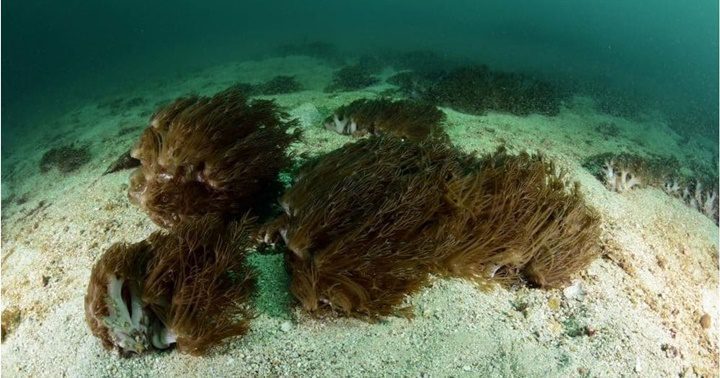 Unomia stoloníferaer en Venezuela