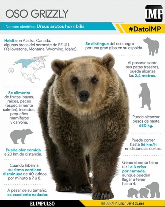 El oso Grizzly 1