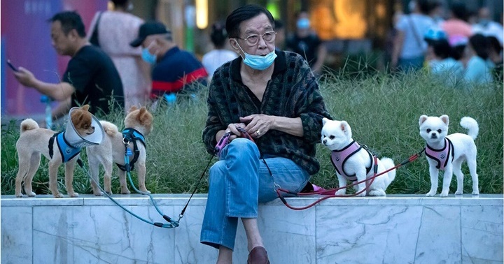Mascotas en China 1