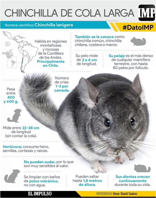 Chinchilla
