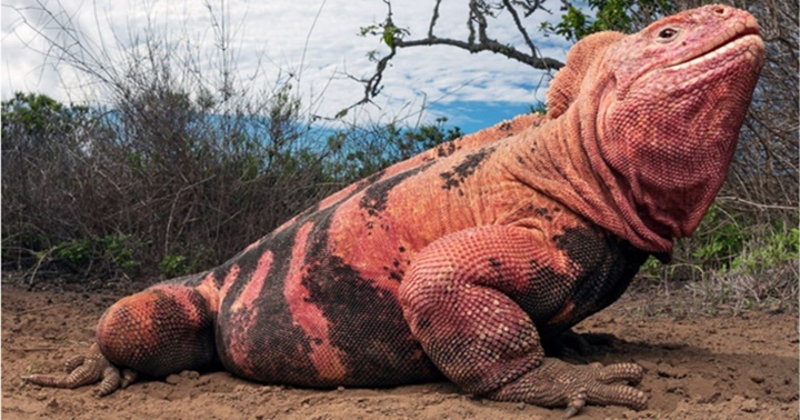 Iguana rosada 1