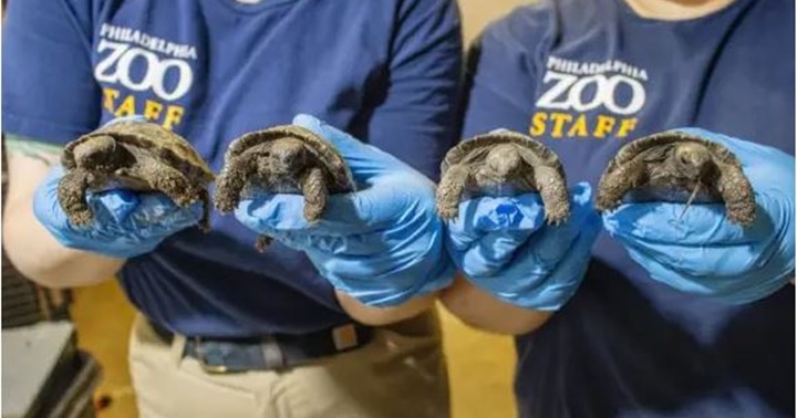 Tortuga de 100 años y crías 1