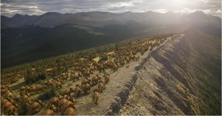 Cementerio dinosaurios Canadá 1