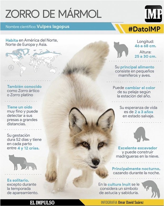 El zorro de mármol