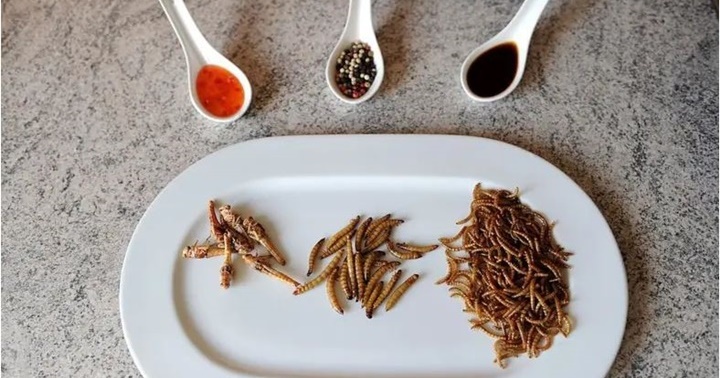 Insectos comida 1