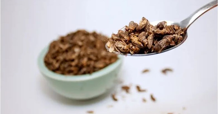 Insectos comida
