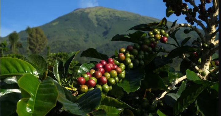 Café