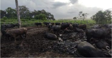 Ganado en Delta Amacuro