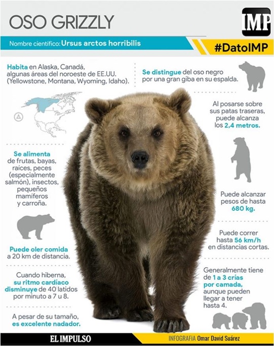 Oso Grizzly 1