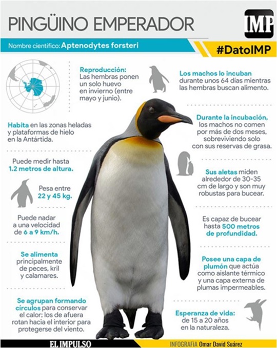 Pingüino