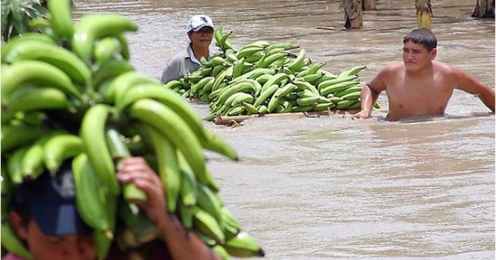 Platanos Venezuela 1