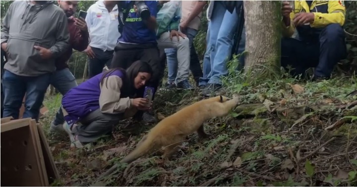 Animales en El Ávila 1